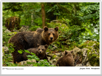Siegmar Riede - Bärenfamilie