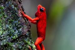 Herbert-Bieser-Giftpfeilfrosch