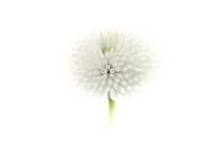 Herbstausstellung_2025-1005