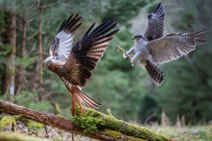 SiegmarRiedeLuftkampf-zwischen-Milan-und-Habicht