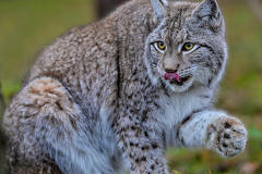 Luchs-Khaleesi_Siegmar-Riese