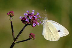 Schmetterling_Herbert-Bieser