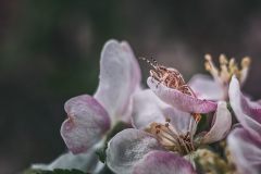 kleiner Gartenbewohner