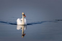 Schwanensee Schwanensee