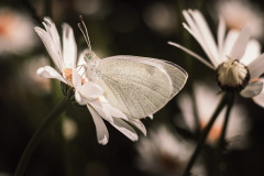 Bauty in my garden