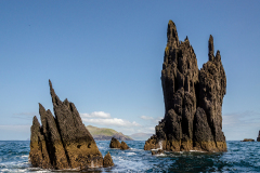 Dingle-Sea-Safari