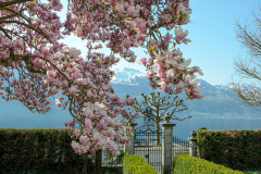Magnolie-