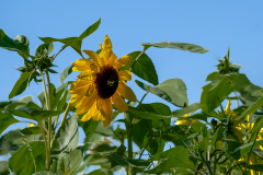 Sonnenblume
