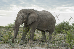 Namibia-Etoscha-Nationalpark