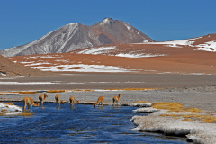 Chile-Alpaka Chile-Alpaka