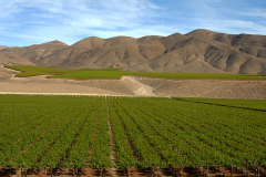 Chile-Weinberge Chile-Weinberge