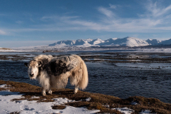 Mongolei-Altai