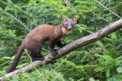 Baummarder