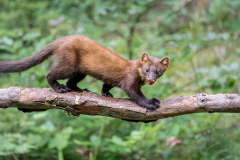 Baummarder