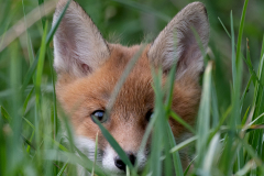 Jungfuchs