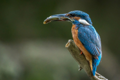 Eisvogel