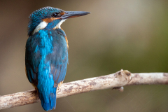 Eisvogel