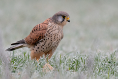 Turmfalke