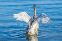 Schwan