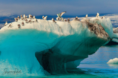 Eisberge-auf-dem-Joekulsarlon_2.web_