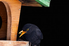 Amsel-am-Vogelhaus