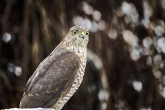 Besucher am Vogelhaus