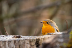 oranger-Vogel