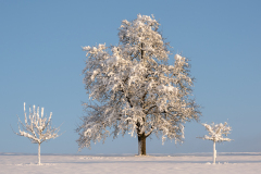 Drei-im-Winter
