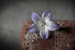Bluete-an-Backstein