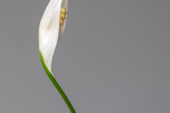 Calla