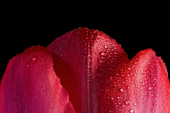 Nelke-frisch-geduscht