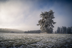 Winterbaum-Markus-Damker